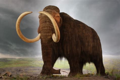 El Mamut .